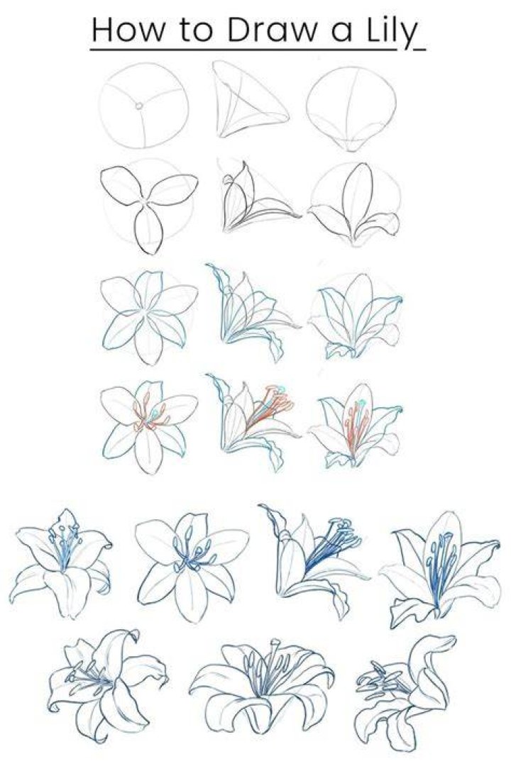 Dragon lilies - How To Discuss