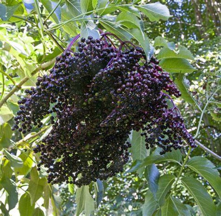 Elderberries for sale - How To Discuss