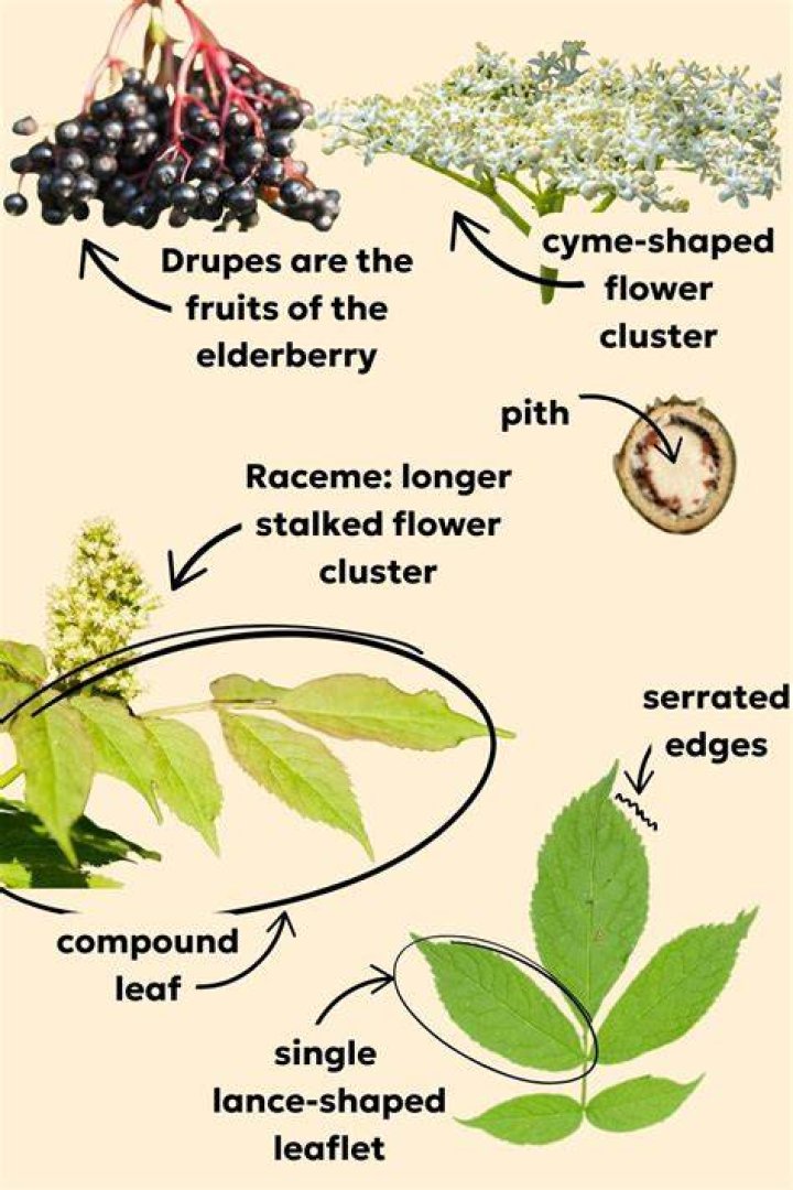 Elderberry leaves - How To Discuss