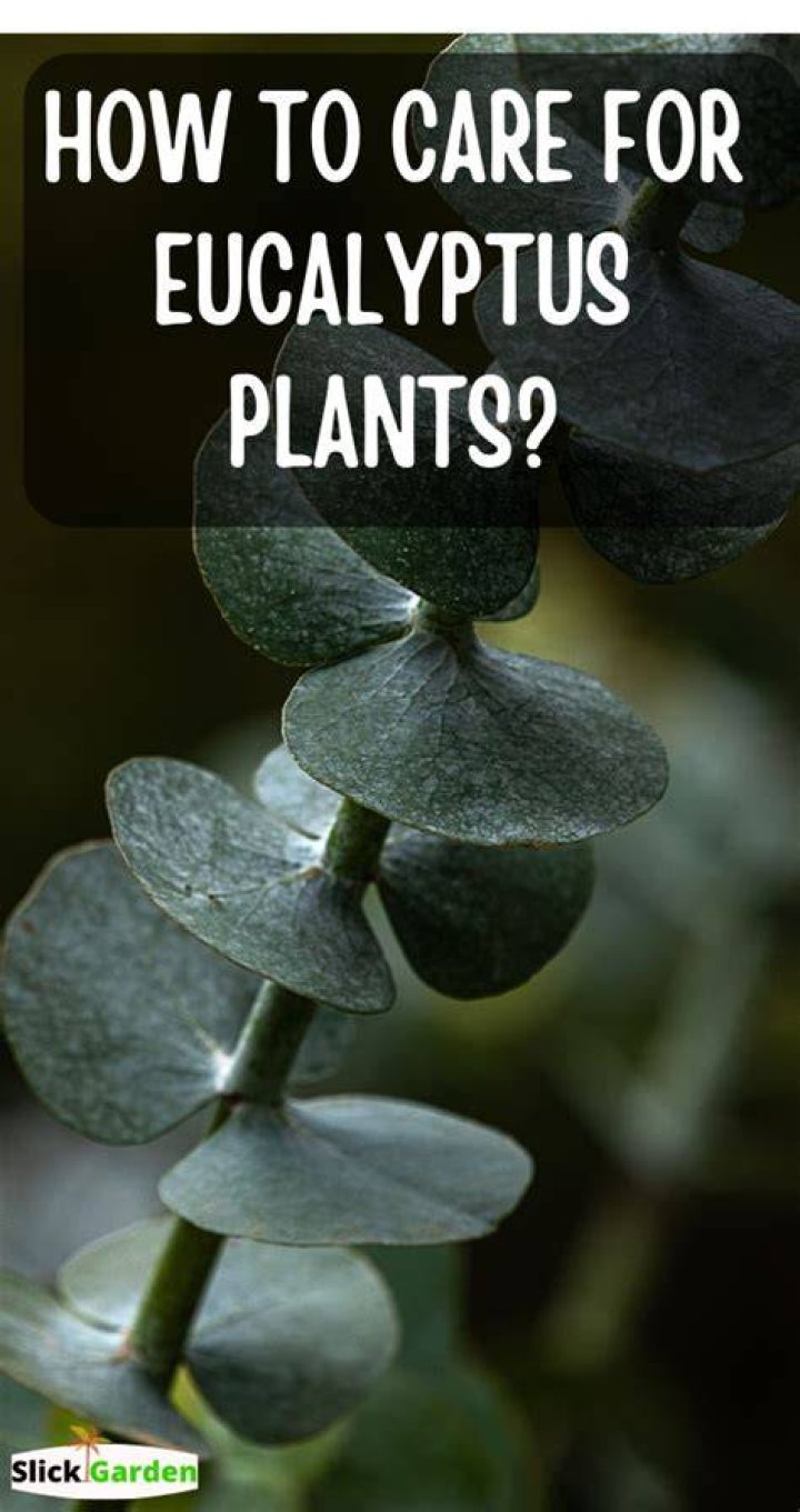 Eucalyptus plant care - How To Discuss