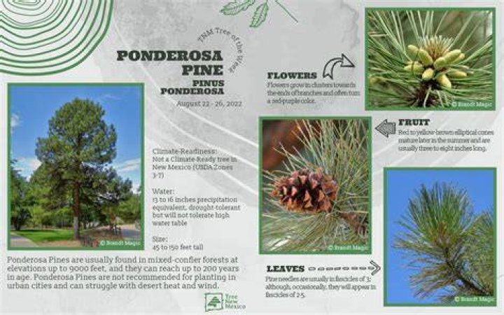 Fern pine - How To Discuss