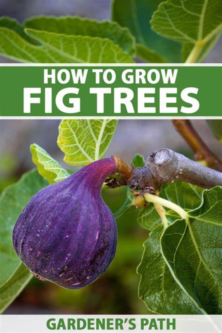 Fig tree indoor - How To Discuss