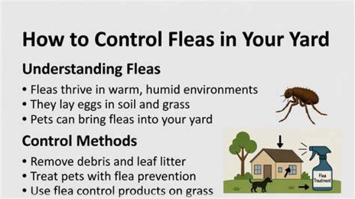 Fleas in yard - How To Discuss