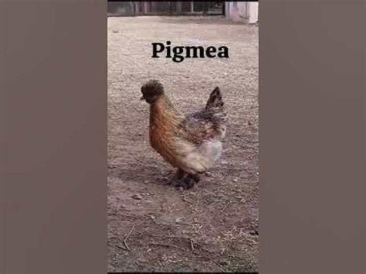 Gallina Pigmea - How To Discuss