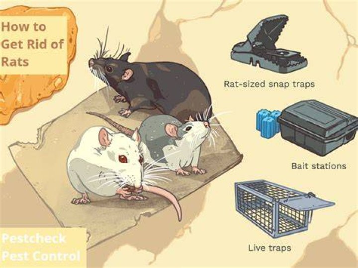 Get rid of rats - How To Discuss