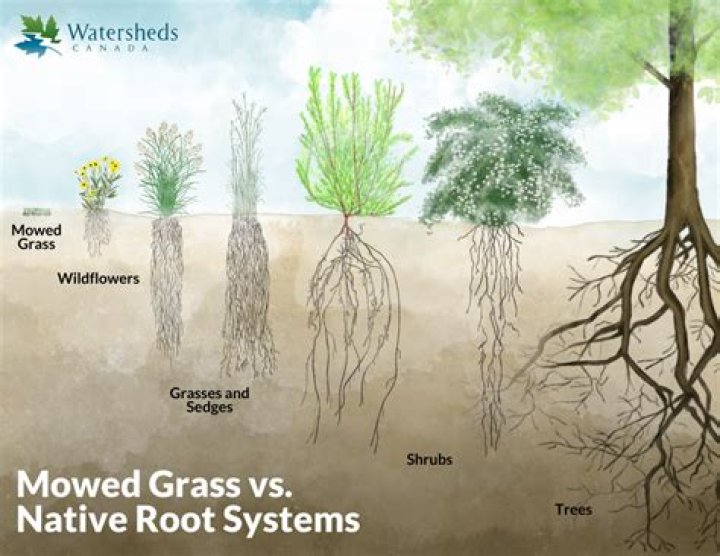 Grass Roots - How To Discuss