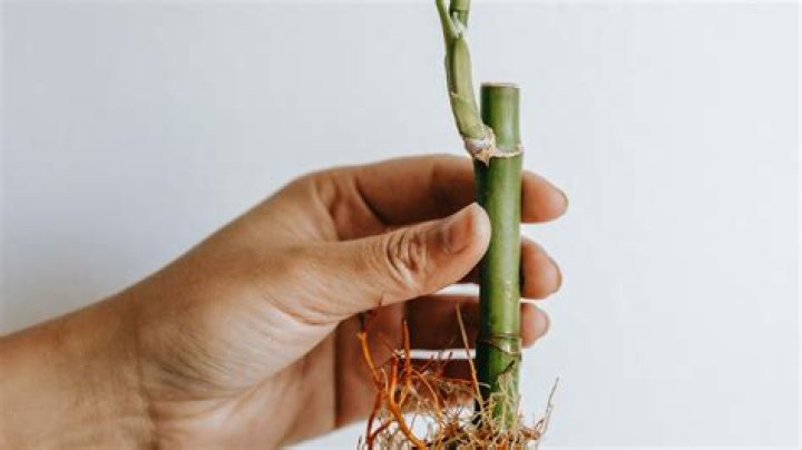 Growing bamboo - How To Discuss