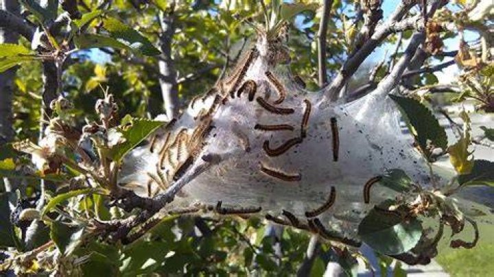 Gypsy moth nest - How To Discuss