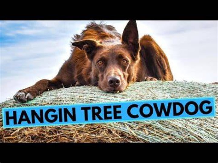 Hanging Tree Dog - How To Discuss