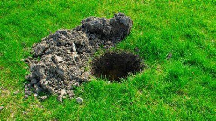 Holes In Yard Florida - How To Discuss