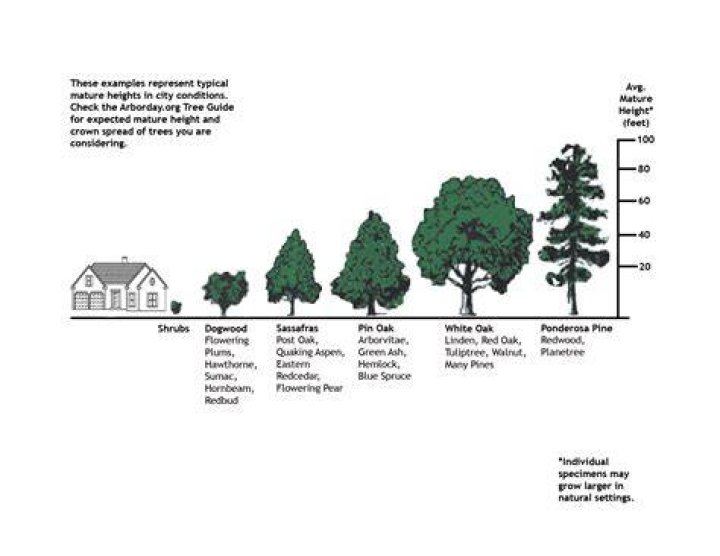 How fast do oak trees grow