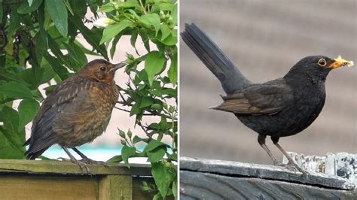 How Long Do Blackbirds Take To Fledge