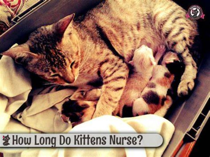 How long do kittens nurse