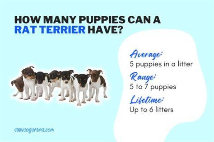 How Many Puppies Can A Rat Terrier Have