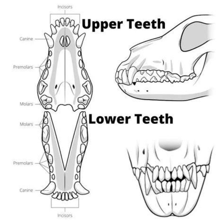 How Many Teeth Do Chihuahuas Have