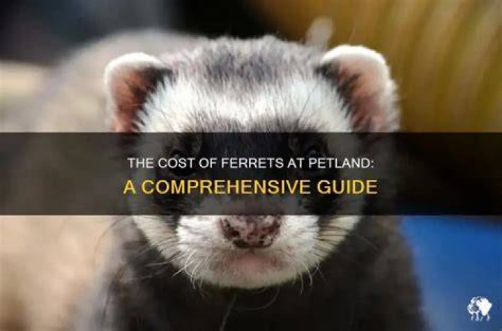 How Much Are Ferrets At Petland