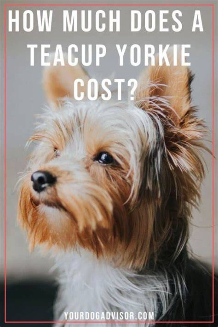 How much does a teacup yorkie cost