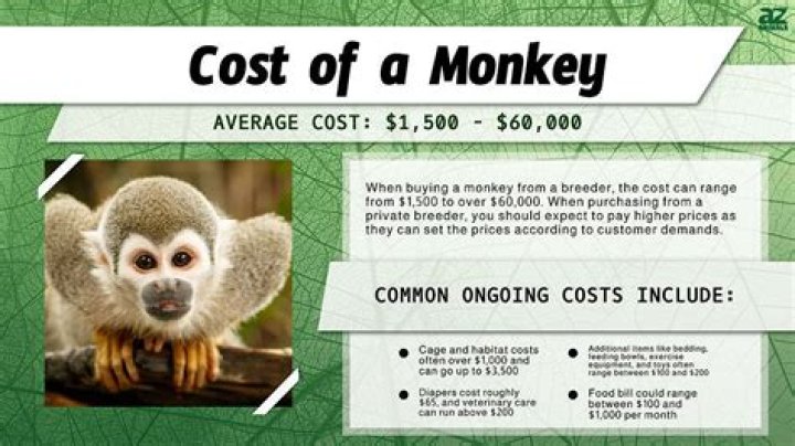 How Much Is It To Adopt A Monkey