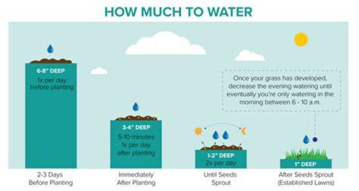 How often to water new grass seed
