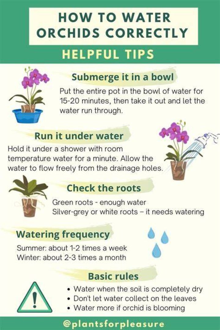 How often to water orchids