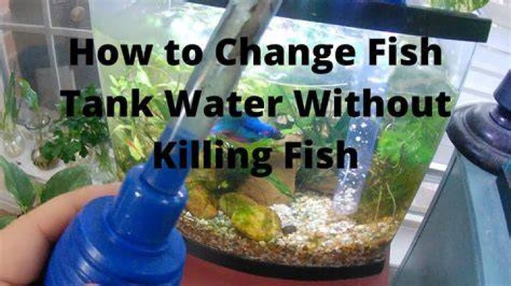 How to change fish tank water