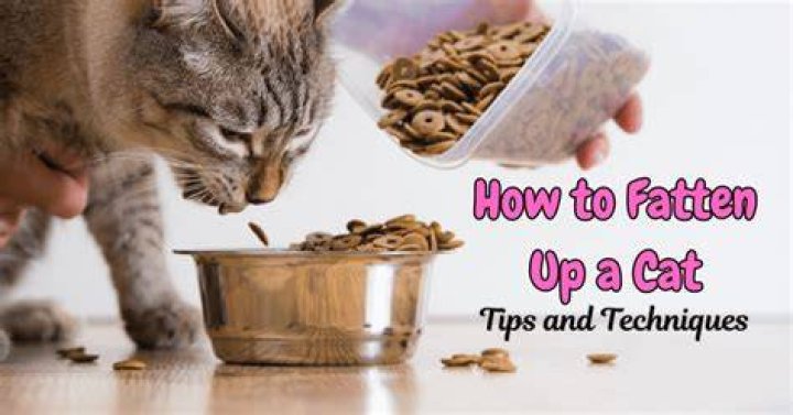 How To Fatten Up A Cat