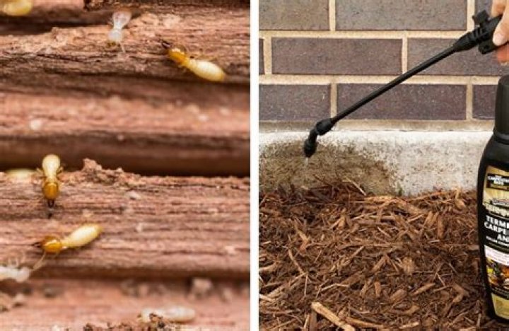 How To Get Rid Of Termites Without Tenting
