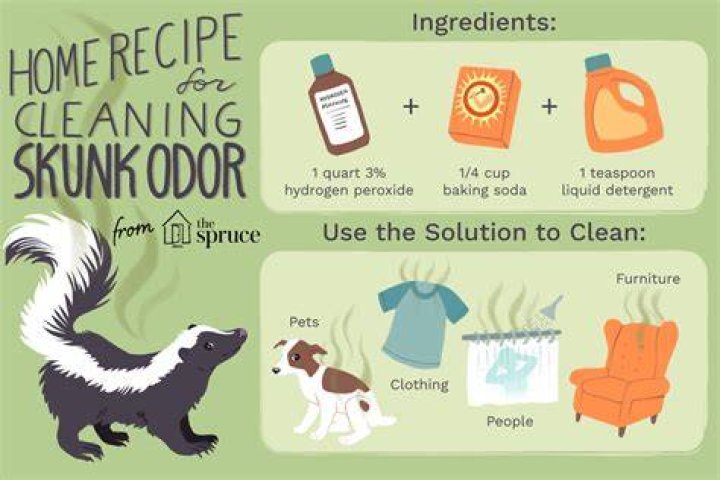 How to get skunk smell out of house