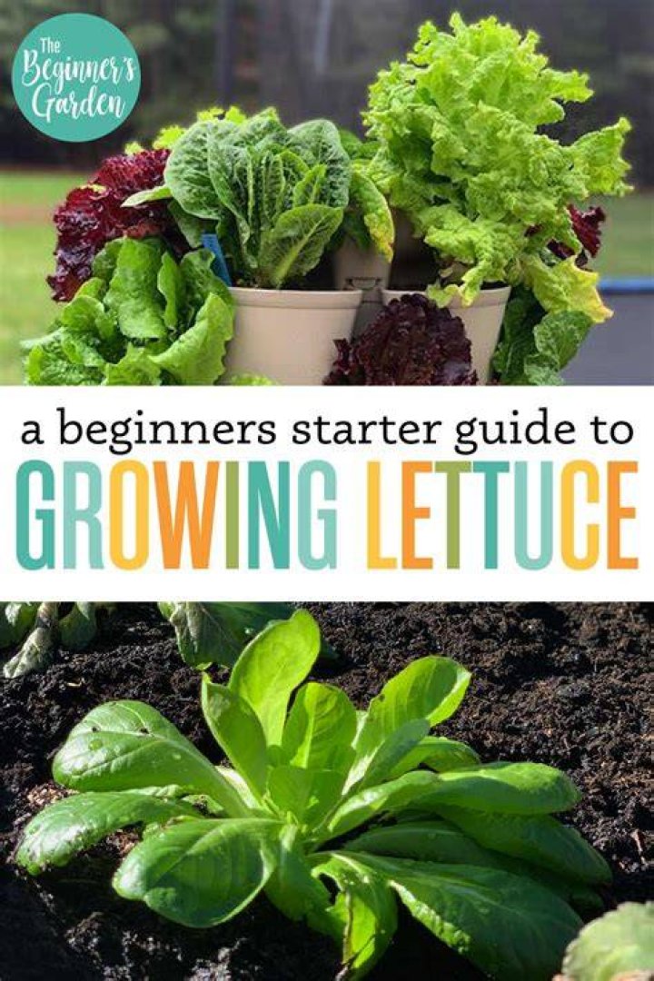 How to grow lettuce - How To Discuss