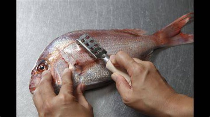 How To Scale A Fish