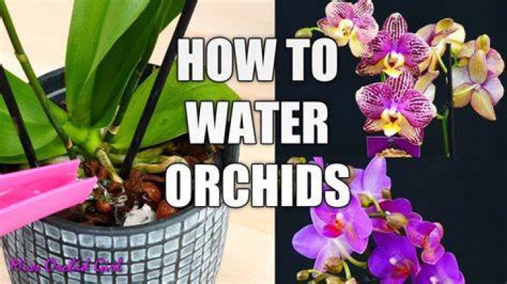 How to water an orchid