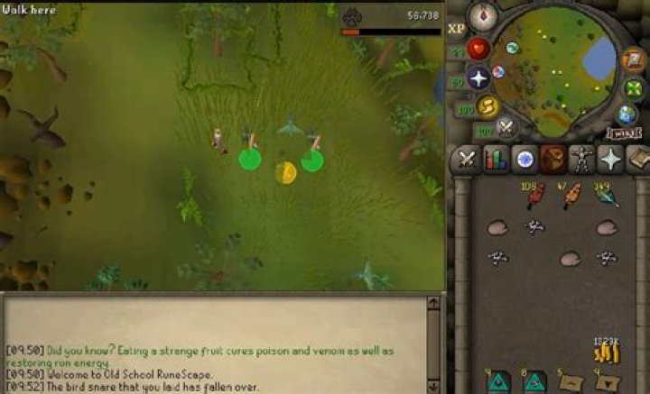Hunter Osrs - How To Discuss
