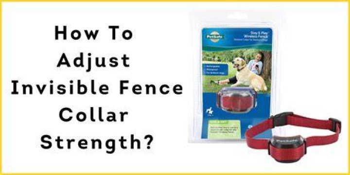 Invisible Fence Collar Prongs - How To Discuss