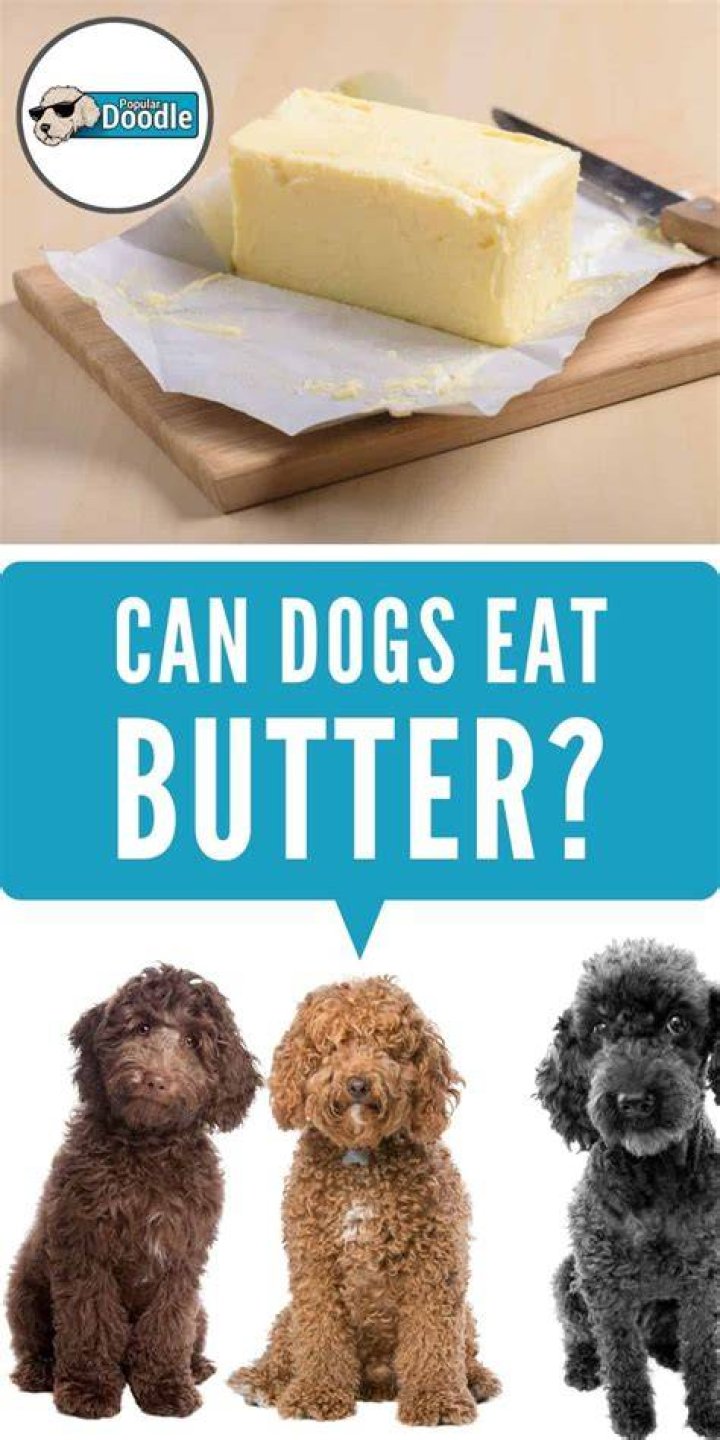 Is butter bad for dogs