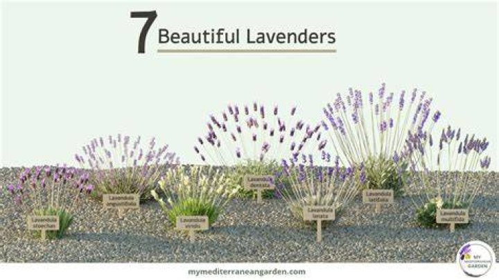 Is lavender a perennial - How To Discuss