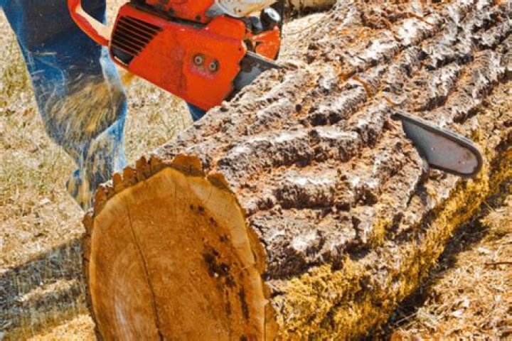 Is Poplar Good Firewood - How To Discuss