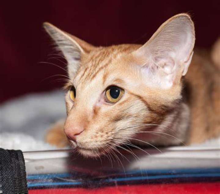Javanese Cat For Sale - How To Discuss