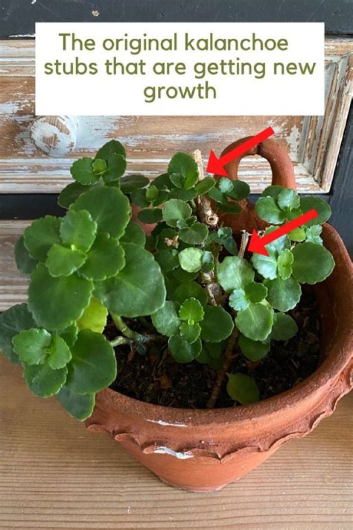 Kalanchoe - How To Discuss