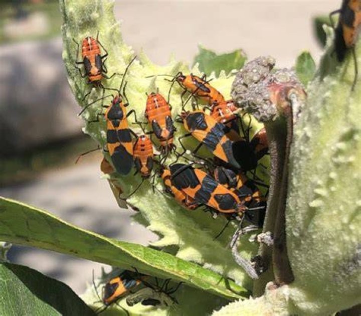 Large milkweed bug - How To Discuss
