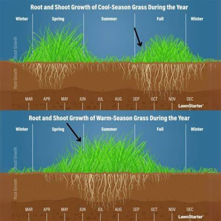 Lawn seed - How To Discuss
