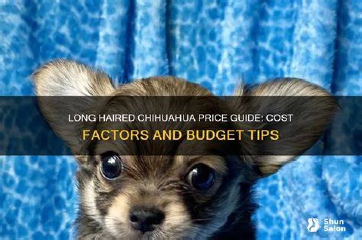Long Haired Chihuahua Price - How To Discuss