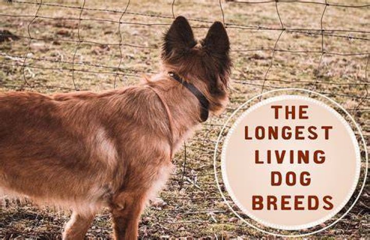 Longest Living Dog - How To Discuss