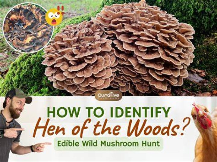 Maitake mushroom - How To Discuss