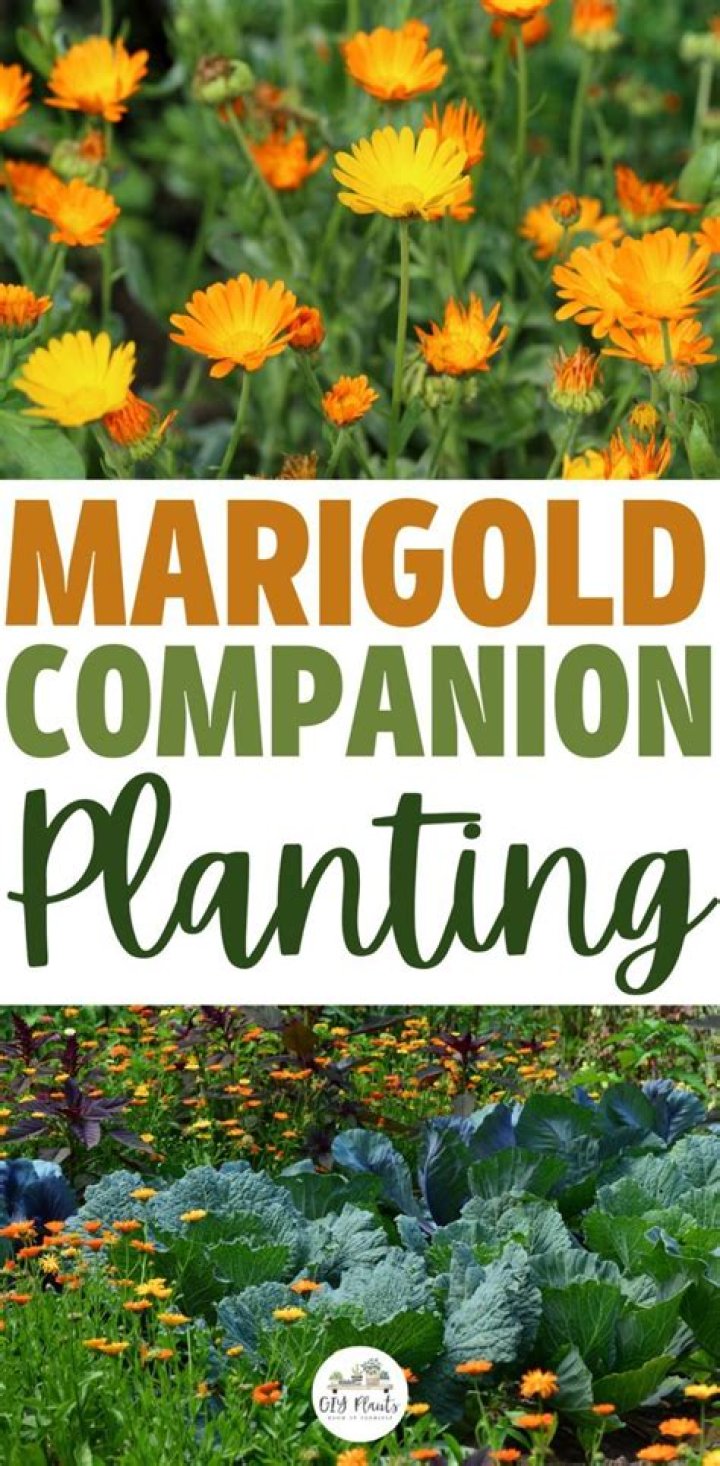 Marigold companion plants - How To Discuss