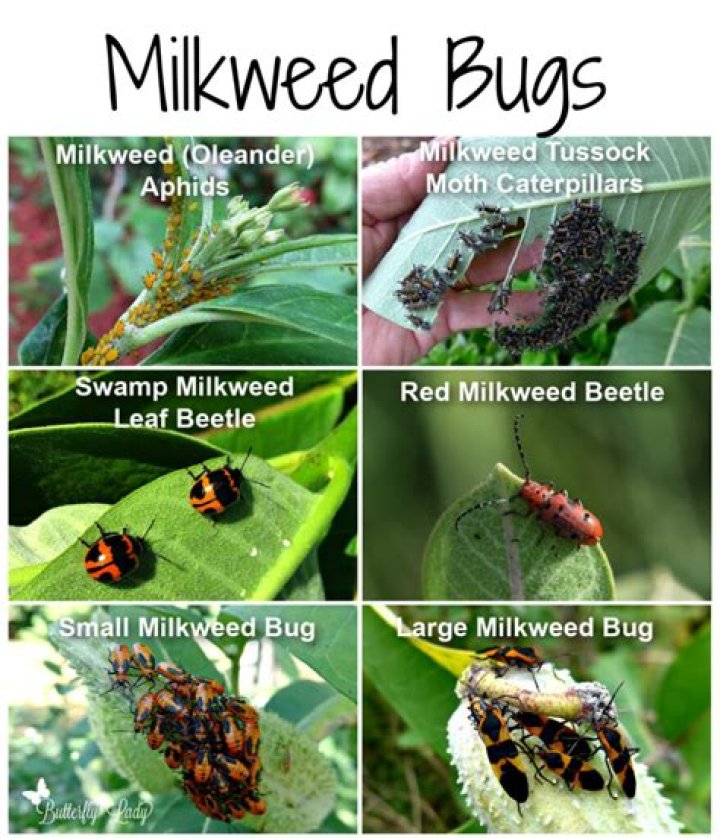 Milkweed bug - How To Discuss