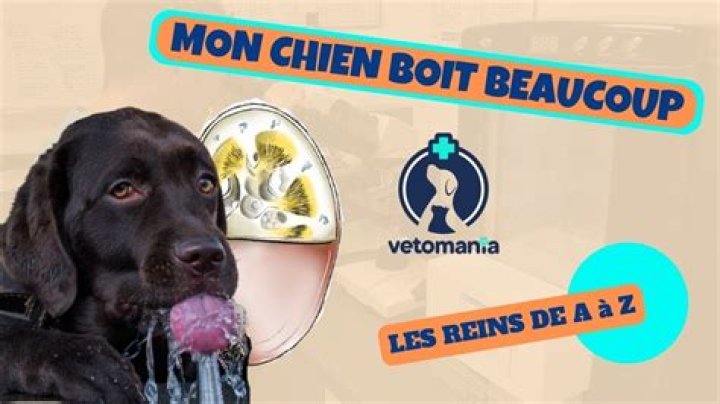 Mon Chien Boit Beaucoup - How To Discuss