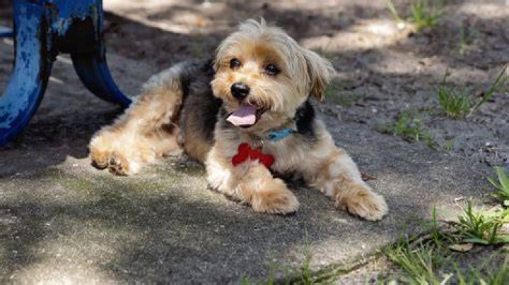 Morkies Ca - How To Discuss