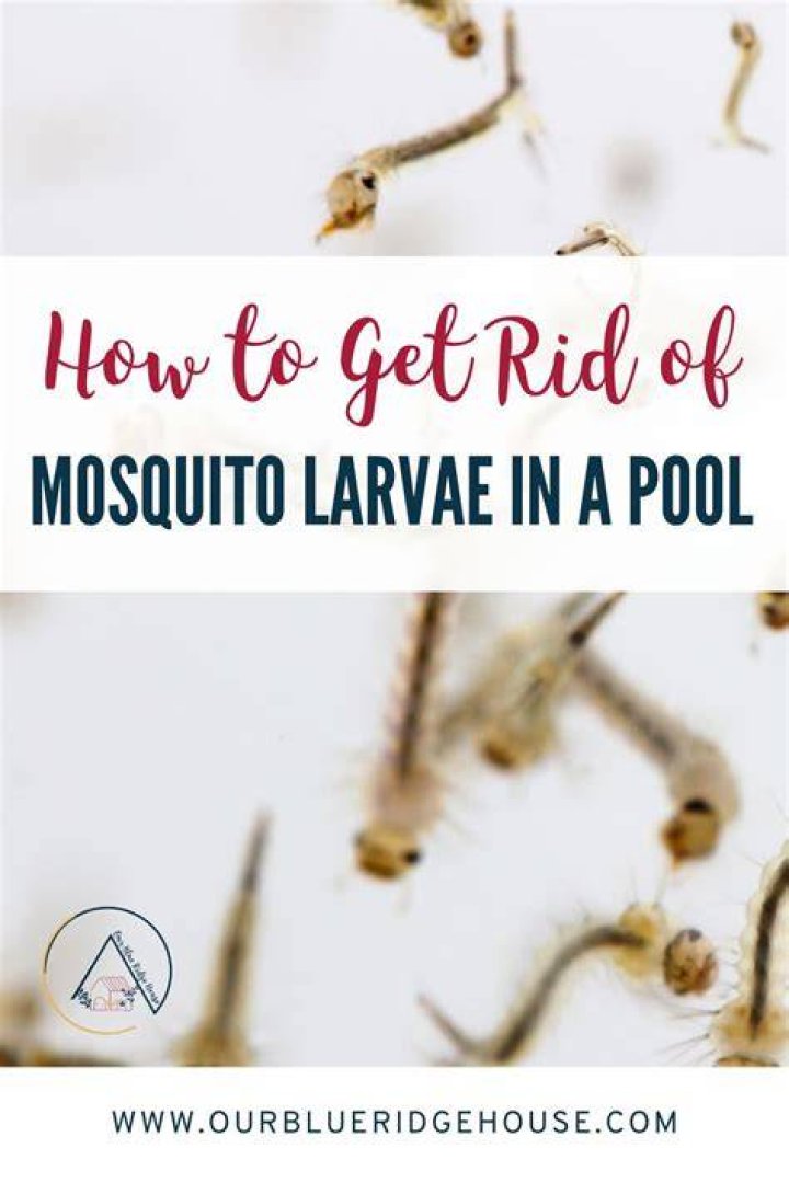 Mosquito larvae in pool - How To Discuss