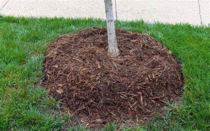 Mulching plants - How To Discuss
