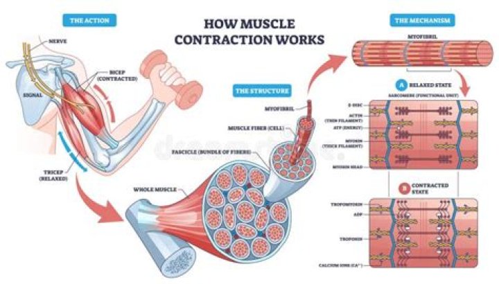 Muscle contraction - How To Discuss
